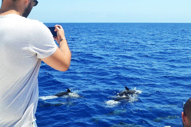 VipDolphins Luxury Whale Watching - The Experience in Context: Is It Worth It?
