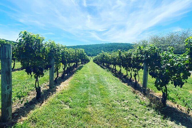 Virginia Wineries Tour - Key Points
