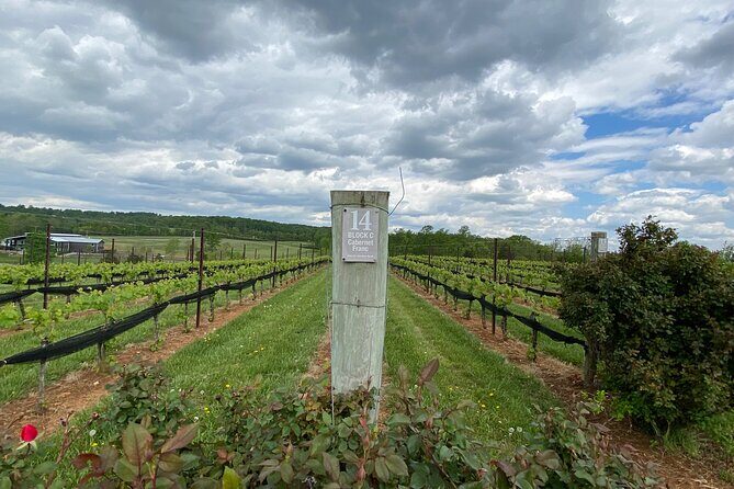 Virginia Wineries Tour - An In-Depth Look at the Virginia Wineries Tour