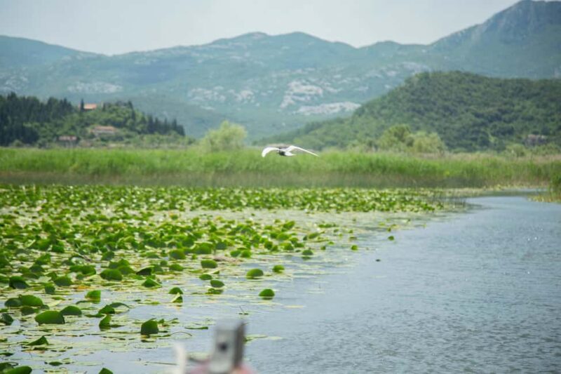 Virpazar: Historical & Nature Boat Adventure on Lake Skadar - FAQ