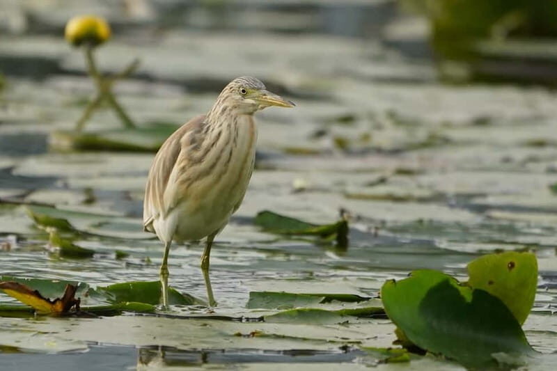 Virpazar: Skadar Lake Nature Kayak Tour - Final Thoughts