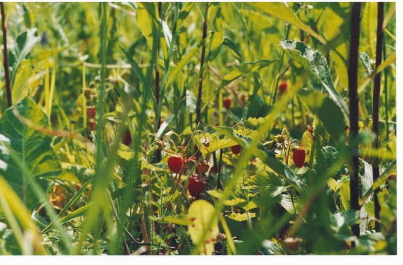 Visaginas: Wild Nature Hiking at Grauts Regional Park - FAQ