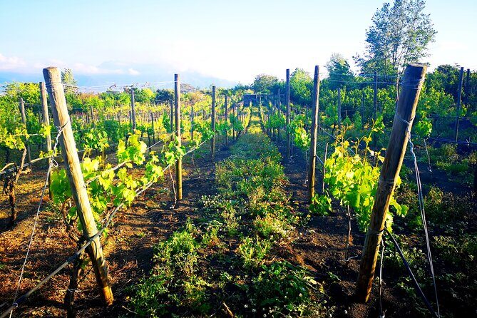 Visit 2 wine producers with tasting and transportation included - Key Points