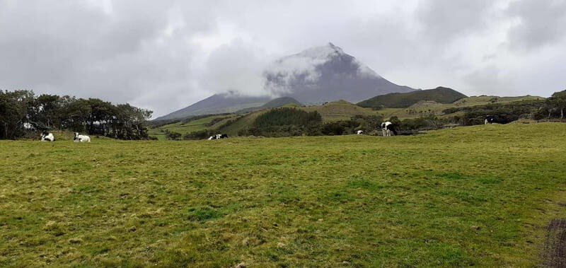 Visit a Farm on the Island of Pico - Visiting a Farm on the Island of Pico: An In-Depth Look