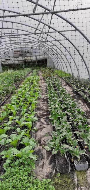 Visit a Farm on the Island of Pico - Key Points