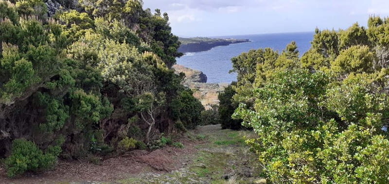 Visit a Farm on the Island of Pico - Who Should Consider This Tour?