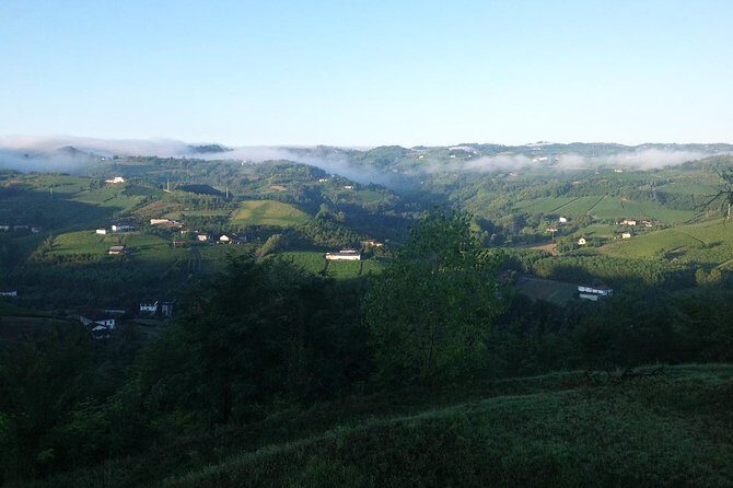 Visit among vineyards and wine cellar with wine tasting in Nizza Monferrato - What to Expect from Your Tour in Nizza Monferrato