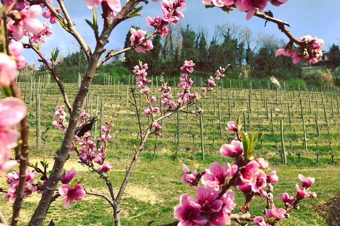 Visit among vineyards and wine cellar with wine tasting in Nizza Monferrato - FAQ