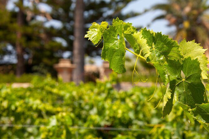 Visit and Private Tasting of EVO Oil and Organic Wine - Final Thoughts: An Authentic Taste of Sicily