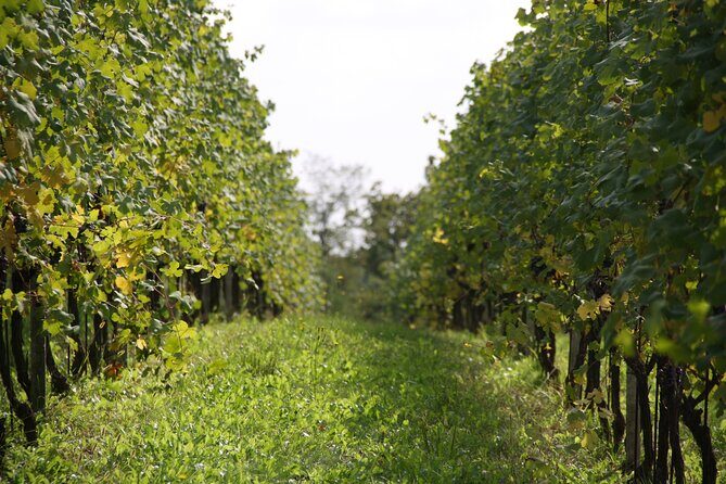 Visit and tasting of 3 D.O.C.wines Fontechiara - Exploring Fontechiara: A Delightful Wine and Food Experience Near Lake Maggiore