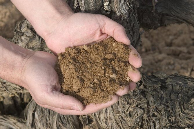 Visit and wine tasting with sausage and BODEGA PIRINEOS cheese - The Small Group Advantage