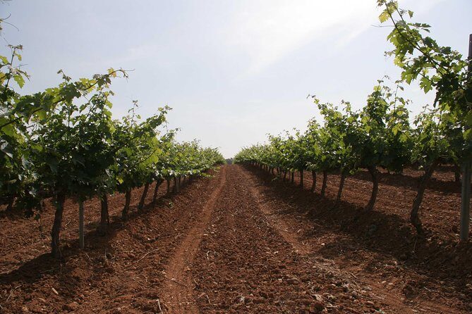 Visit and wine tasting with sausage and BODEGA PIRINEOS cheese - What the Reviews Say