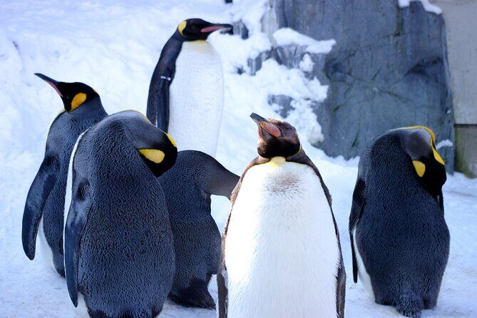 Visit Asahiyama Zoo, Fascinating Aoi-Ike from Sapporo - FAQ