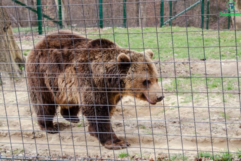 Visit Bear Sanctuary and Bran Castle from Brasov - Final Thoughts