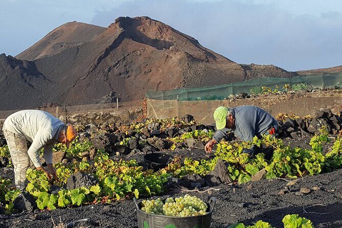 Visit Bodegas Teneguía winery in La Palma with wine Tasting - An In-Depth Look at the Bodegas Teneguía Tour