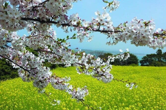 Visit Nokonoshima Island with Natural Attraction Pass - Exploring Nokonoshima Island with the Natural Attraction Pass – A Detailed Look