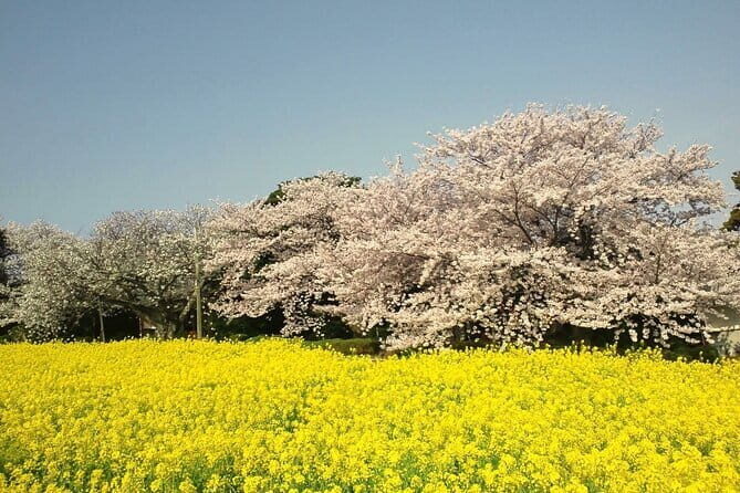 Visit Nokonoshima Island with Natural Attraction Pass - Key Points