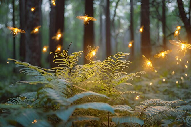 Visit of Fireflies Forest in private transport from mexico city - Introduction