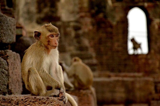 Visit of Lopburi, the monkey's city, from Bangkok with your English-speaking guide - Practical Details: What You Need to Know