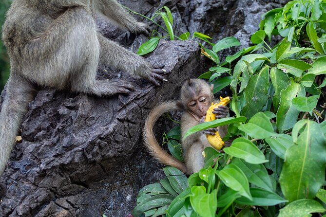 Visit of Lopburi, the monkey's city, from Bangkok with your English-speaking guide - Who Would Love This Tour?