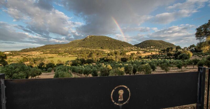 Visit of the olive grove, olive oil tasting and snack - An In-Depth Look at the Tour: What to Expect