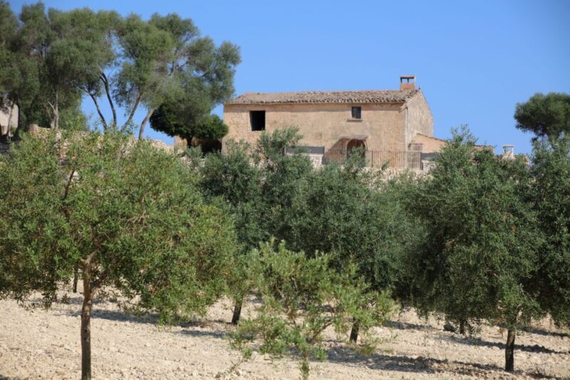 Visit of the olive grove, olive oil tasting and snack - FAQs