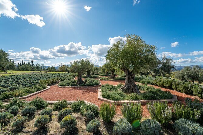 Visit Oil Mill Museum and Olive Oil Tasting in Ronda - The Sum Up
