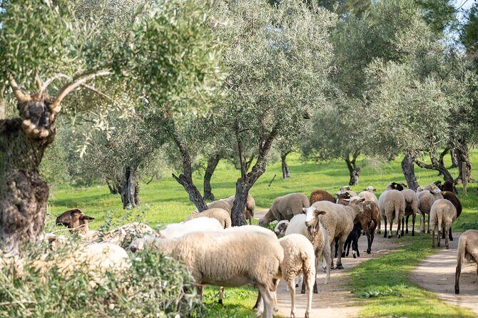 Visit Oil Mill Museum and Olive Oil Tasting in Ronda - FAQs