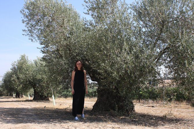 Visit olive grove centenary with oil tasting course - Who Will Love This Tour?