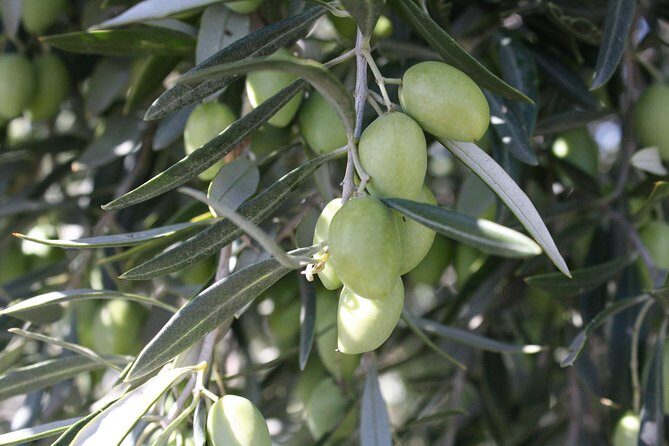 Visit olive grove centenary with oil tasting course - FAQ