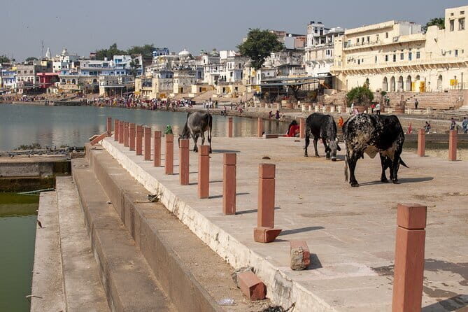 Visit Pushkar with Jaipur Drop from Bikaner Included Local Guide - Final Thoughts