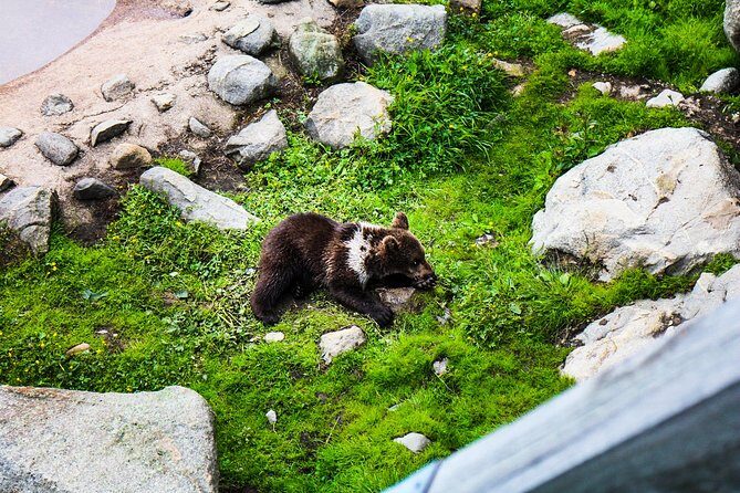 Visit Ranua Arctic Wildlife Park from Kemi - An In-Depth Look at the Experience