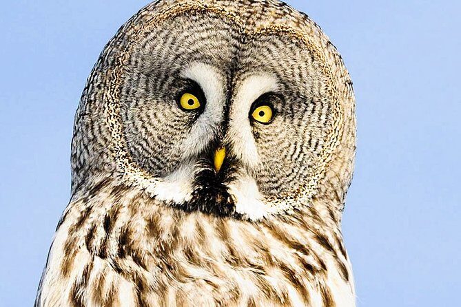 Visit Ranua Arctic Wildlife Park from Kemi - Frequently Asked Questions