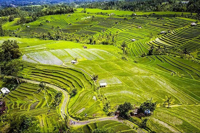 Visit Rice terrace, Beratan temple, waterfall by Vantage Volkswagen 181 - Why Travelers Love This Tour