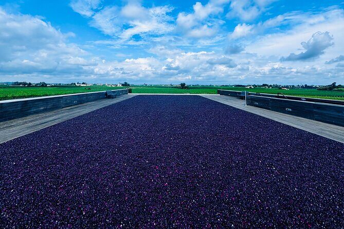 Visit Saint-Emilion and Pomerol:Vineyards, lunch and tastings included - The Experience in Detail