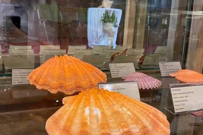 Visit Shell Museum Cavtat - FAQ