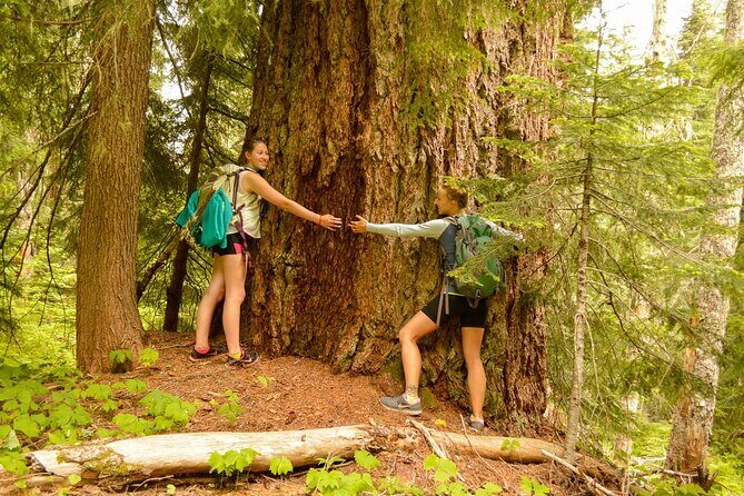 Visit Snoqualmie waterfall and an old Forest (Transport Included) - A Deep Dive into the Tour Experience