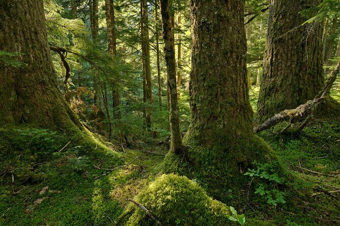 Visit Snoqualmie waterfall and an old Forest (Transport Included) - Who Would Love This Tour?