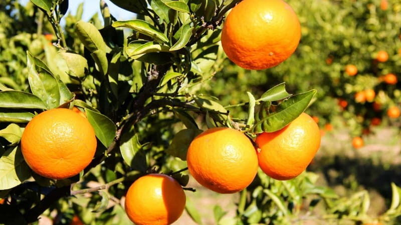 Visit the city of Konispol - Key Points