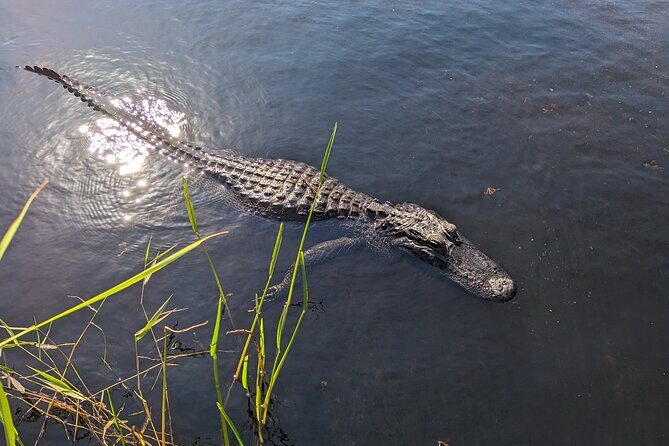 Visit the Everglades in French with Transfer and 1h30 Airboat - What Makes This Tour Stand Out?