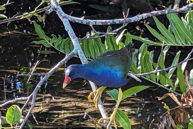 Visit the Everglades in French with Transfer and 1h30 Airboat - FAQ