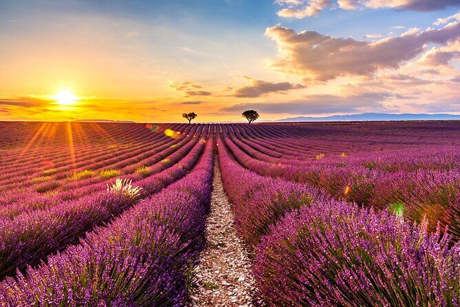 Visit the lavender fields, the Gorges du Verdon and Moustiers. - An In-Depth Look at the Tour Experience