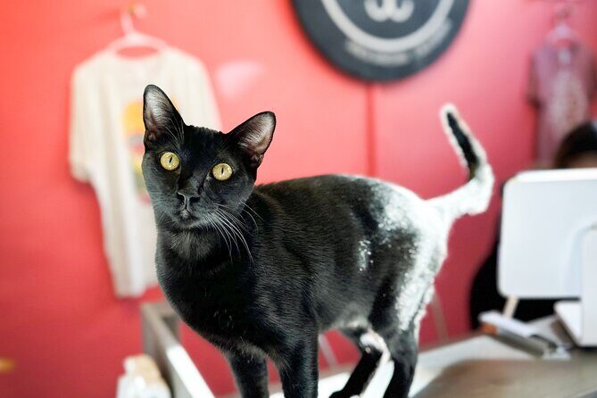 Visit the Rescued Cats of Cat Therapy - An In-Depth Look at the Experience