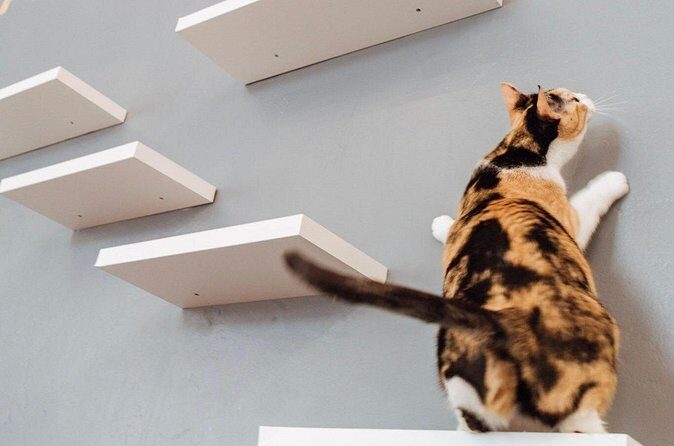 Visit the Rescued Cats of Cat Therapy - Final Thoughts