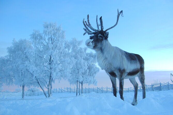 Visit the Sami and Reindeer in a Day Trip from Abisko - Analyzing the Experience: What You Can Expect