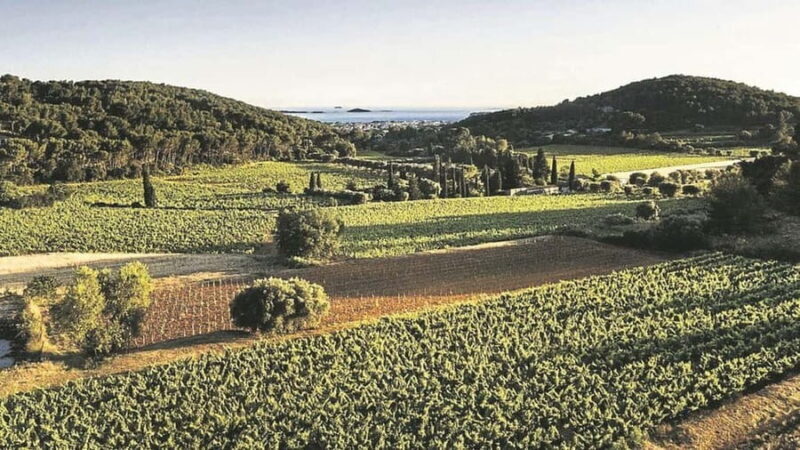 Visit the vineyards and discover Bandol wines - Key Points