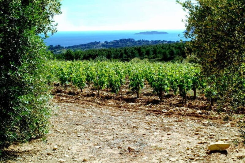 Visit the vineyards and discover Bandol wines - What Makes This Tour Stand Out