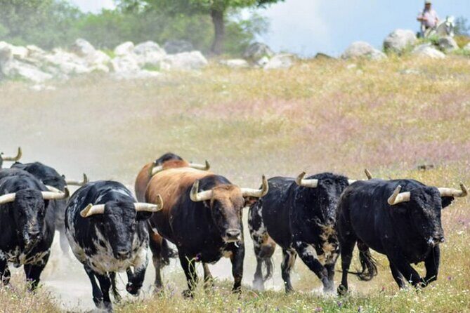 Visit to a brave bull farm in Andalusia - An In-Depth Look at the Brave Bull Farm Tour