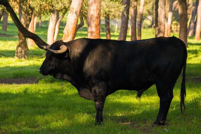 Visit to a brave bull farm in Andalusia - Authenticity and Review Highlights