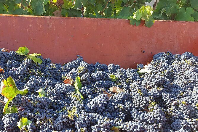 Visit to a Winery in Salento with Wine tasting and light lunch. From Lecce - An In-Depth Look at the Winery Tour